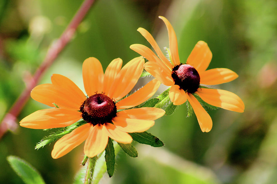 Black-Eyed Susan Double Photograph by Rich S