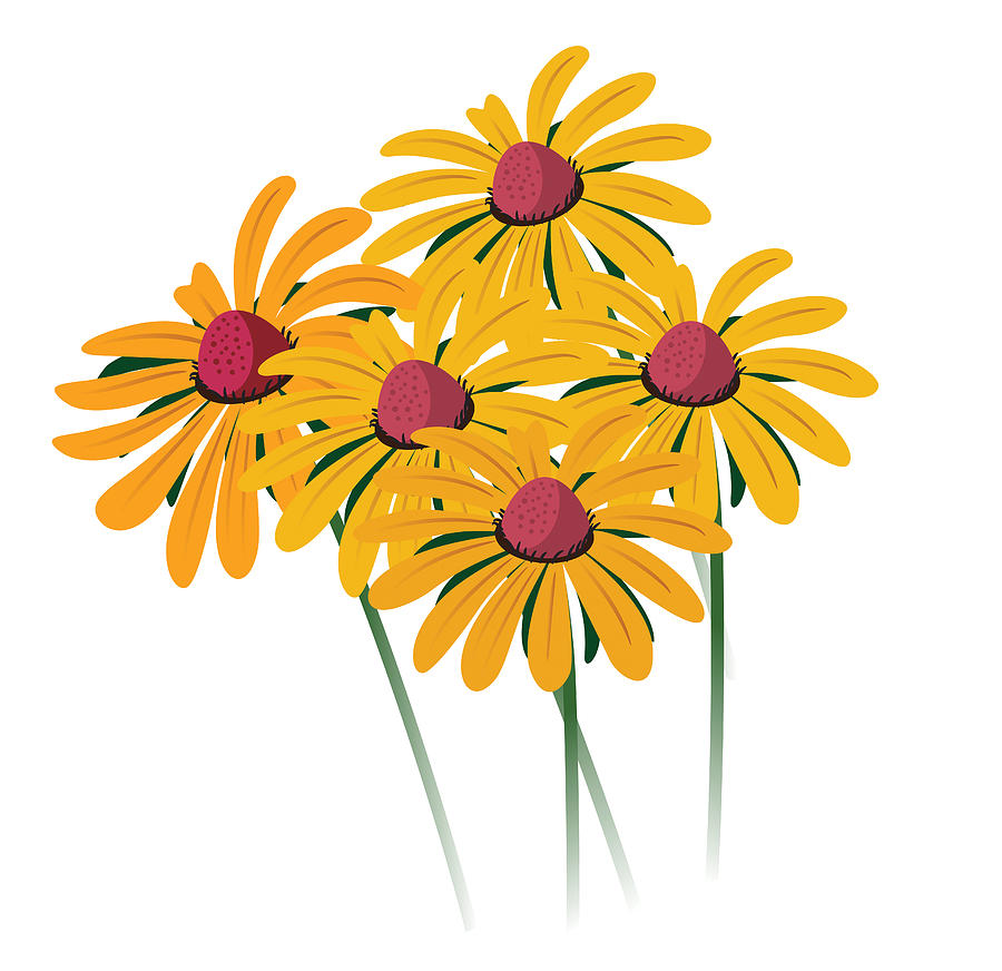 Black-Eyed Susan Drawing by Drmakkoy