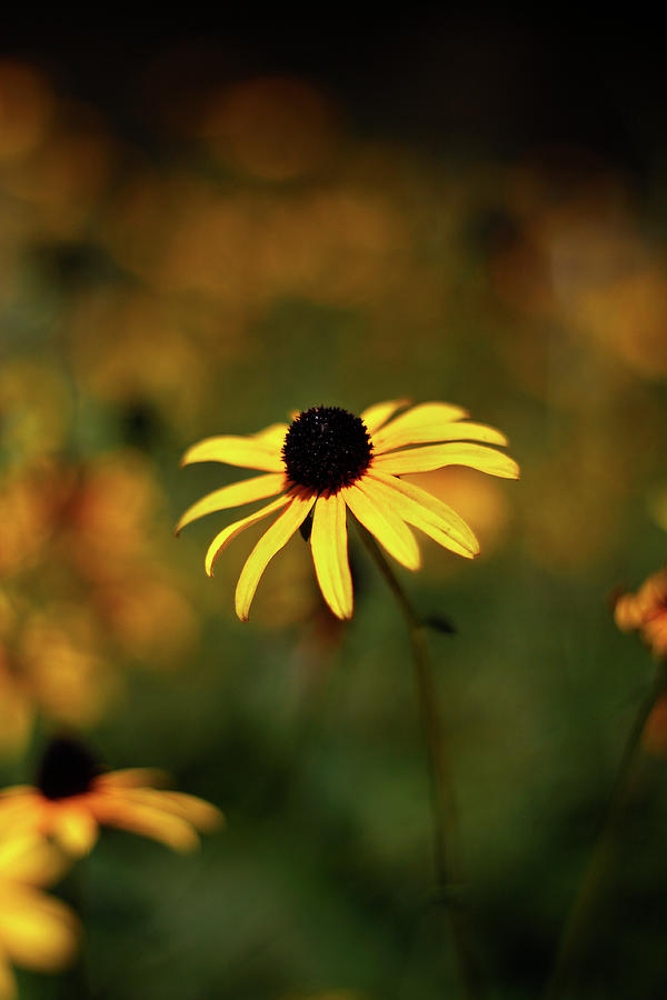 Black-eyed Susan Eerie Glow - August 2023 Photograph by Joseph A Langley Black-eyed Susan Eerie Glow - August 2023 Photograph by Joseph A Langley