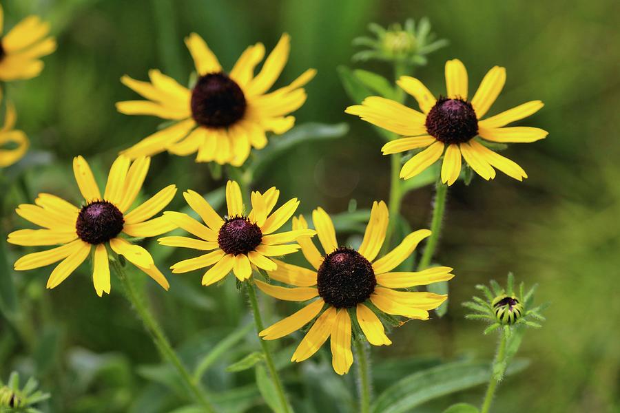 Black Eyed Susan in July Photograph by Sandra Huston