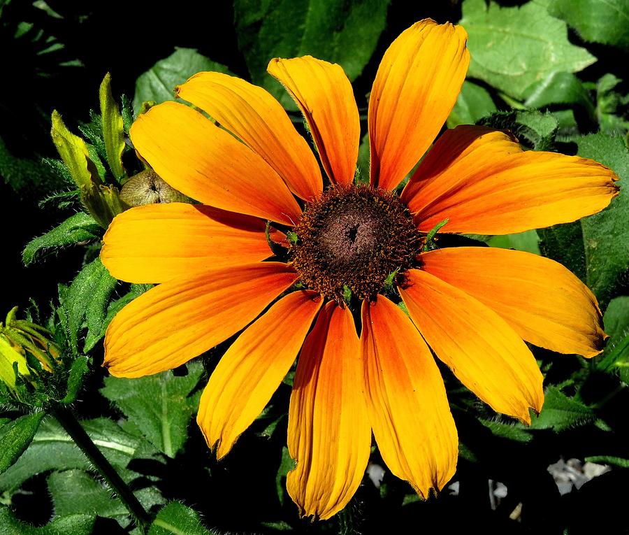 Black-eyed Susan in the Sun Photograph by Linda Stern