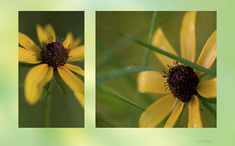 Daisy Photograph - Black-eyed susan by Phil And Karen Rispin