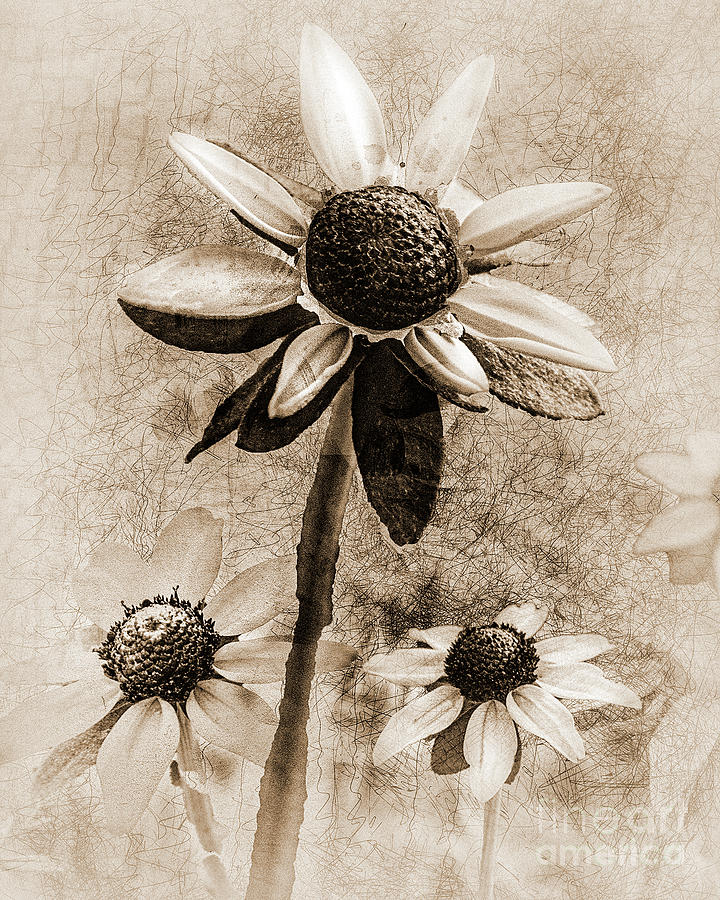 Black-eyed Susan - Monochrome Digital Art by Anthony Ellis