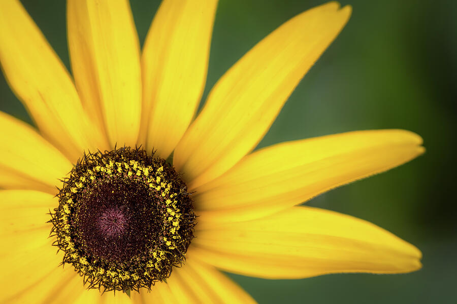 Black-Eyed Susan Photograph by Ron Pate