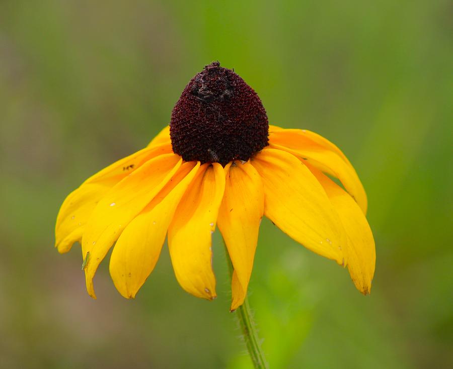 Black-eyed Susan Photograph by Sandy Zanko - Fine Art America