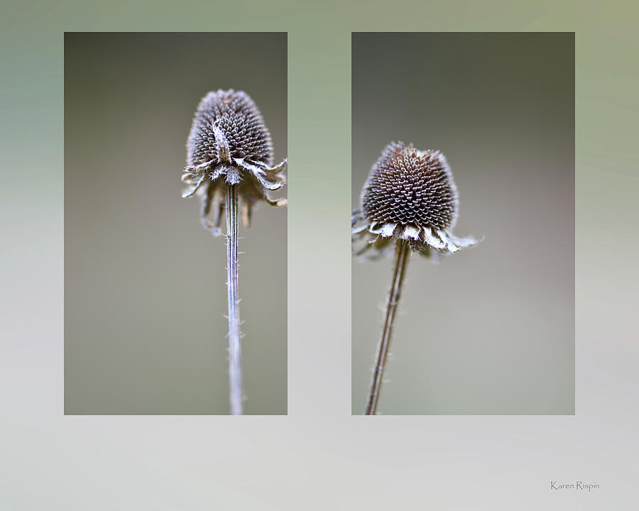 Fall Photograph - Black-eyed susan seed heads by Phil And Karen Rispin