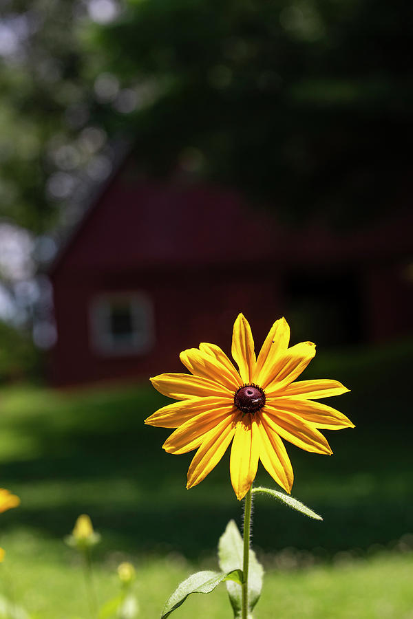 Black-Eyed Susan Shines Brightly Photograph by Charles Floyd