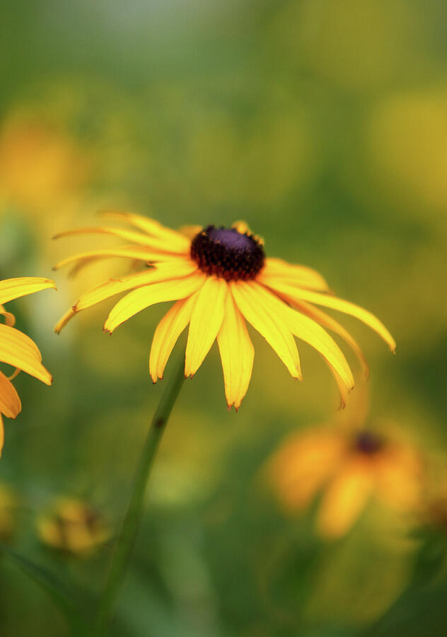 Black-eyed Susan Photograph by Steven David Roberts Black-eyed Susan Photograph by Steven David Roberts