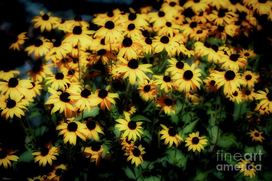 Black Eyed Susan Photograph by Veronica Batterson