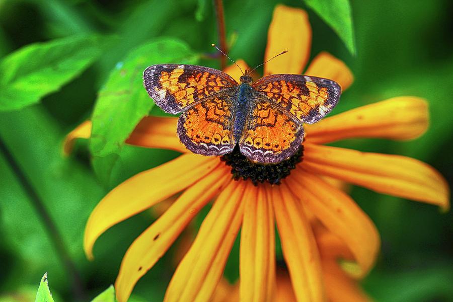 Black Eyed Susan with Butterfly Photograph by Mary Bedy