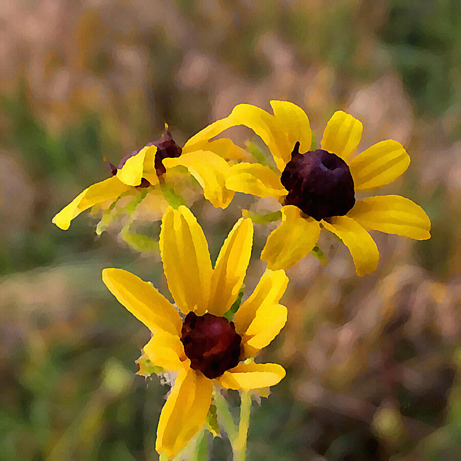 Black Eyed Susan Yellow Impressionist Botanical Flower Art  Mixed Media by Shelli Fitzpatrick