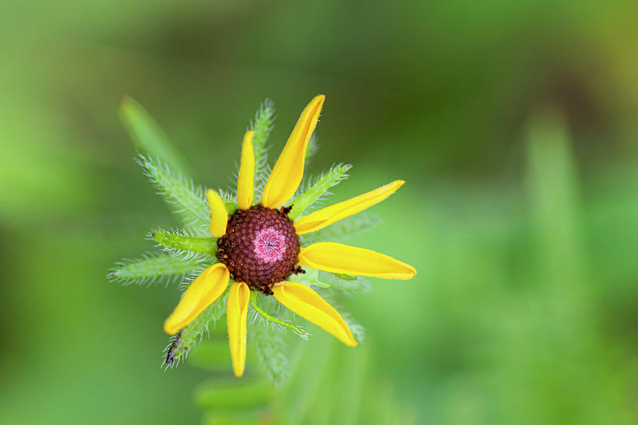 Black-Eyed Susan Young Bloom in the Croatan National Forest Photograph by Bob Decker