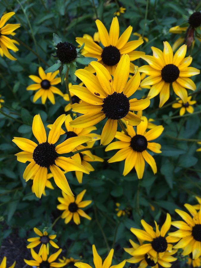 Black Eyed Susans Photograph by Amanda Rudolph - Fine Art America