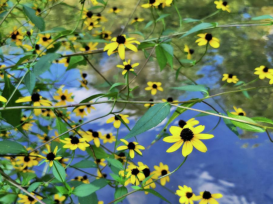 Black-eyed Susans At The Creek  Photograph by Ally White