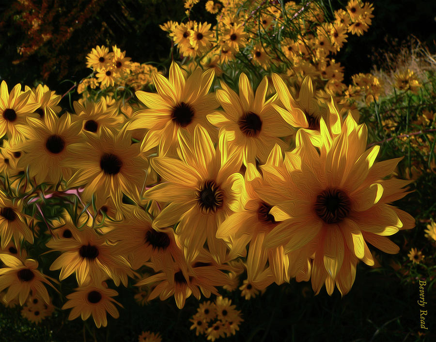 Black-Eyed Susans Photograph by Beverly Read