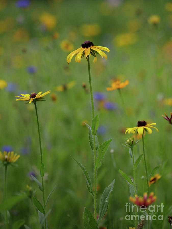 Summer Photograph - Black Eyed Susans in a Wildflower Meadow by Diane Diederich
