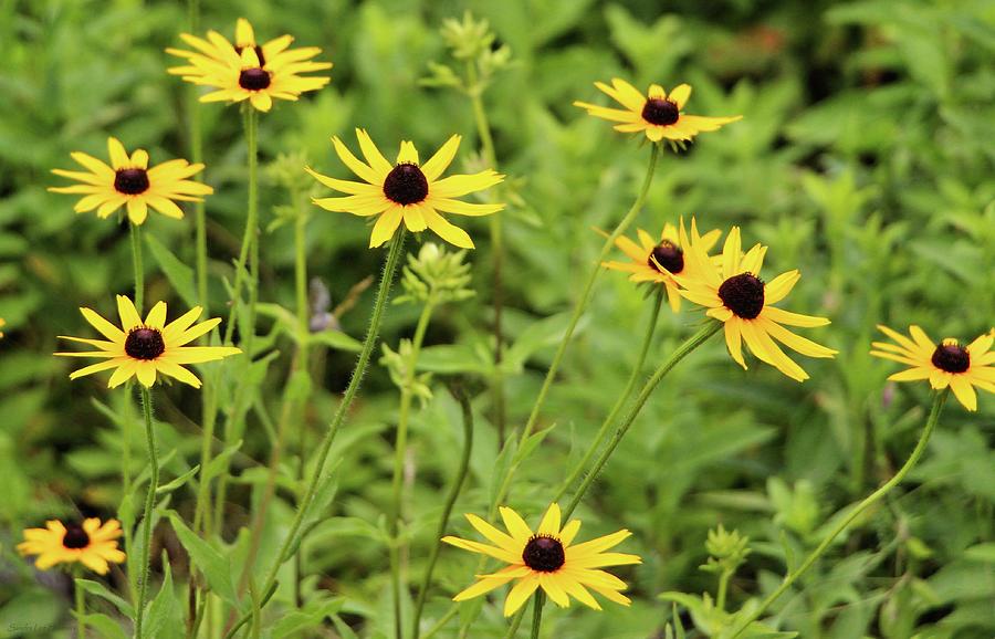 Black Eyed Susans in August Photograph by Sandra Huston