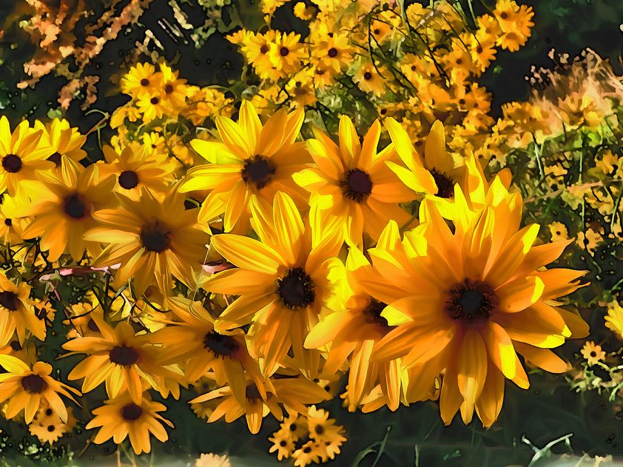 Black Eyed Susans in Oil Photograph by Beverly Read