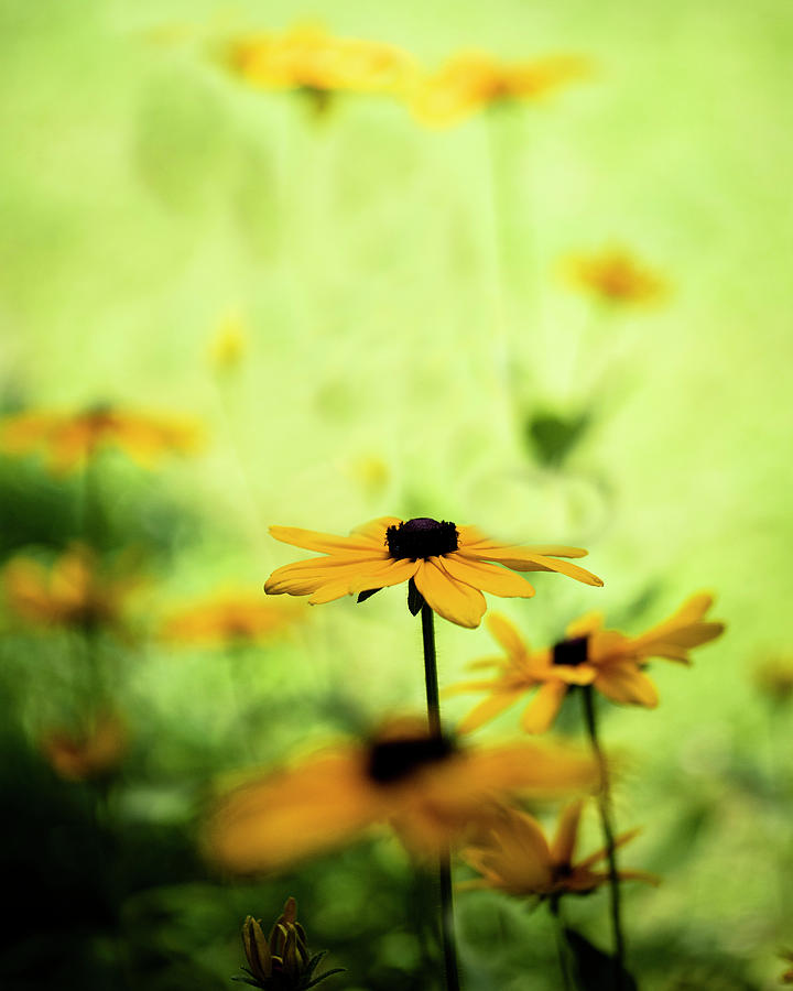 Black-eyed Susans in Sun and Shade Photograph by Charles Floyd