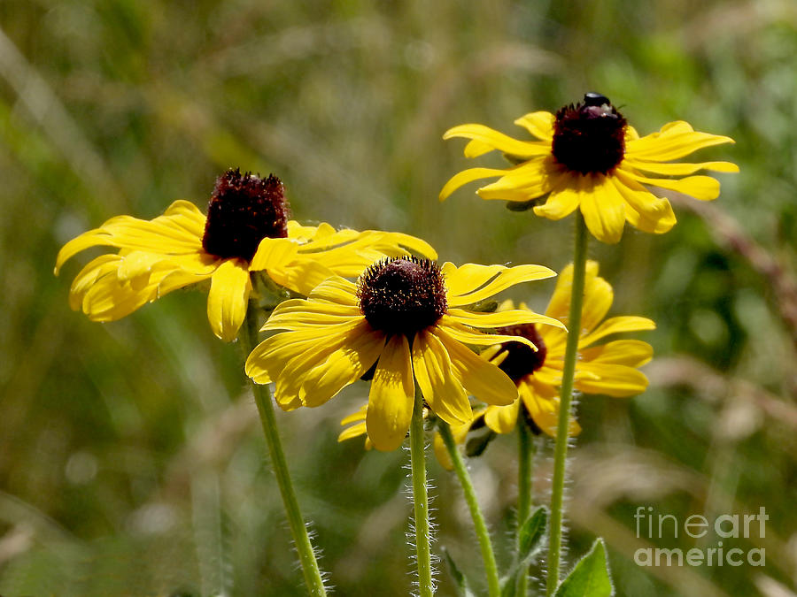 Black Eyed Susans July 9, 2022 Photograph by Sheila Lee