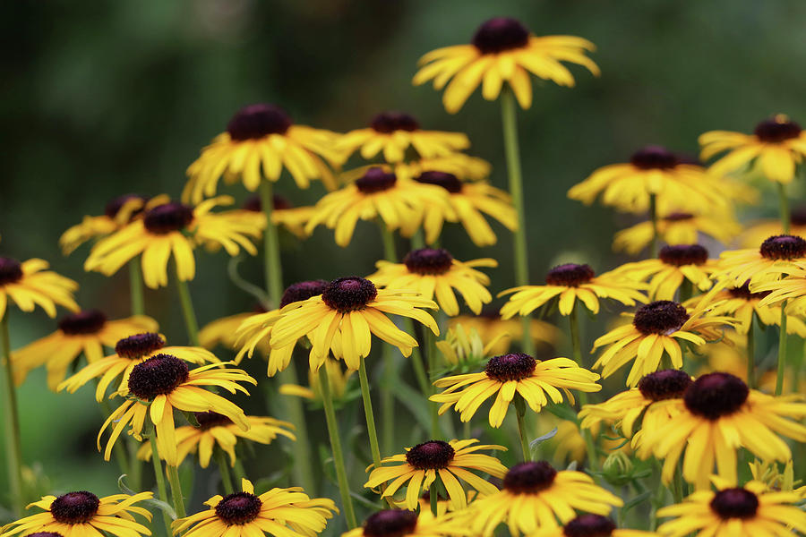 Black Eyed Susans Photograph by Mary Anne Delgado