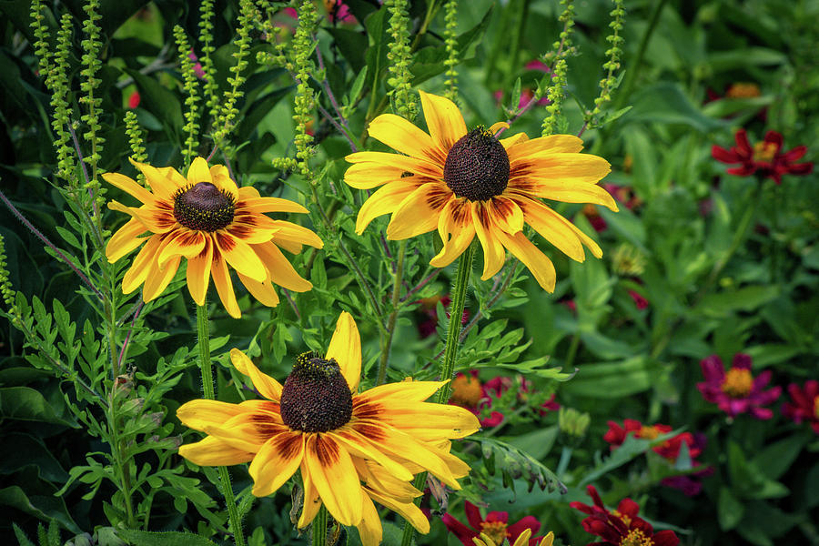 Black Eyed Susans Photograph by Mike Mcquade