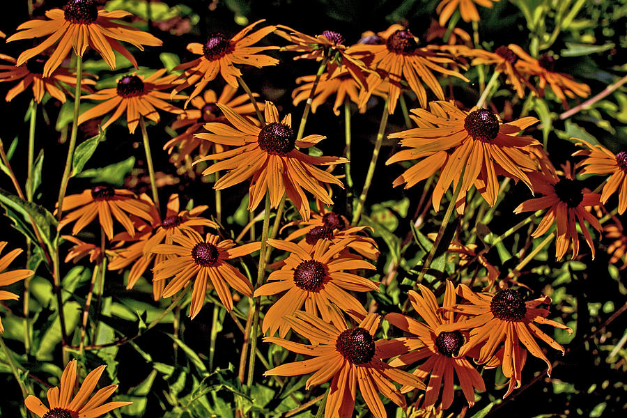 black-eyed Susans oranges browns greens August 2015 2 3282020 0861 Photograph by David Frederick