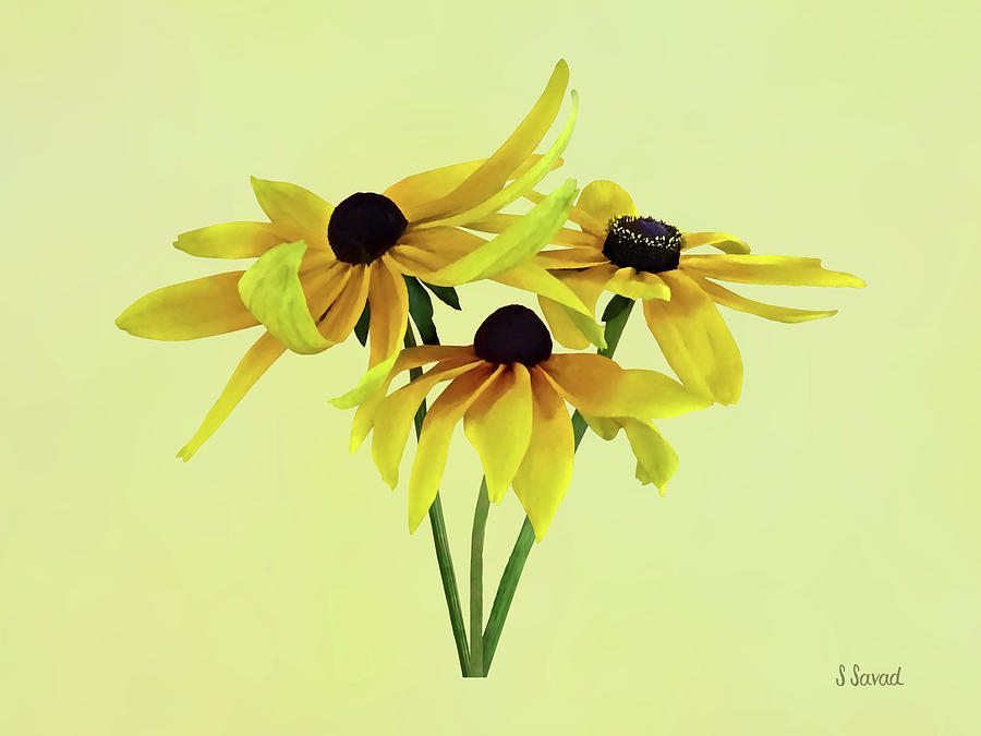 Black Eyed Susans With Curly Petals Photograph by Susan Savad