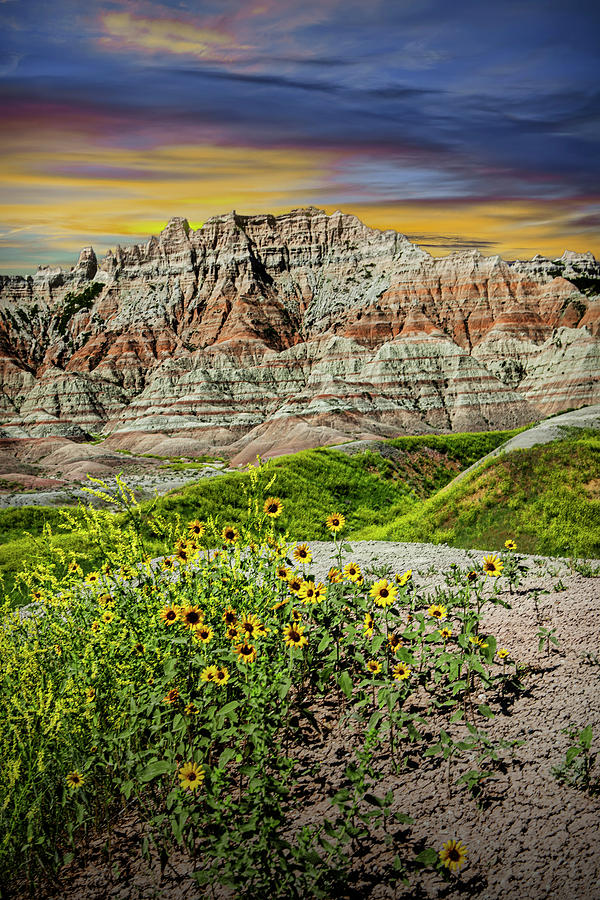 Black-eyed Susans With Painted Sky In The Badlands Photograph