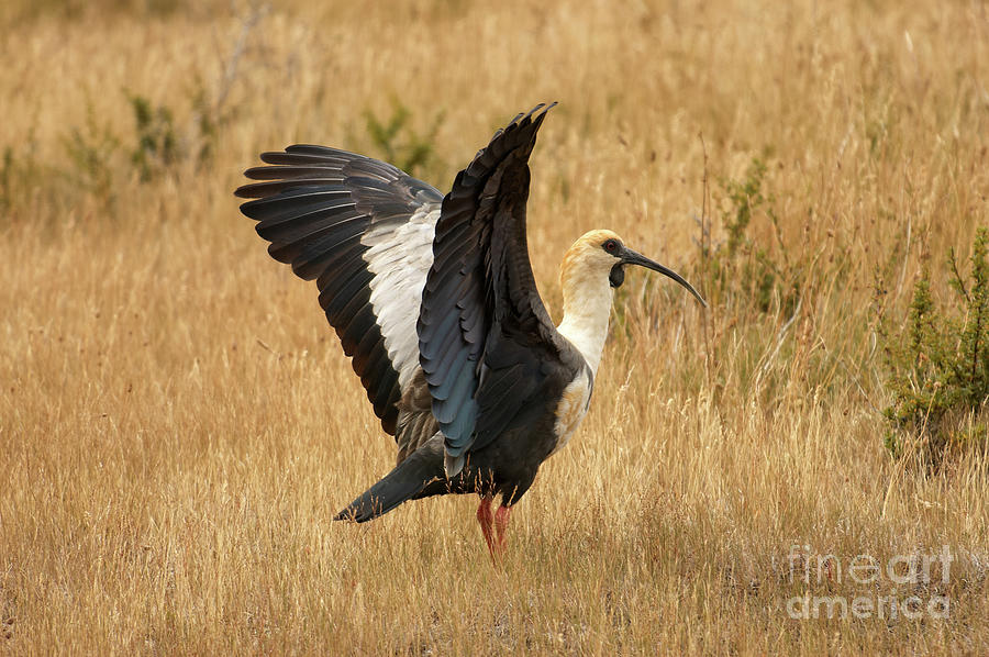 Black-faced Ibis taking off Photograph by Matteo Del Grosso