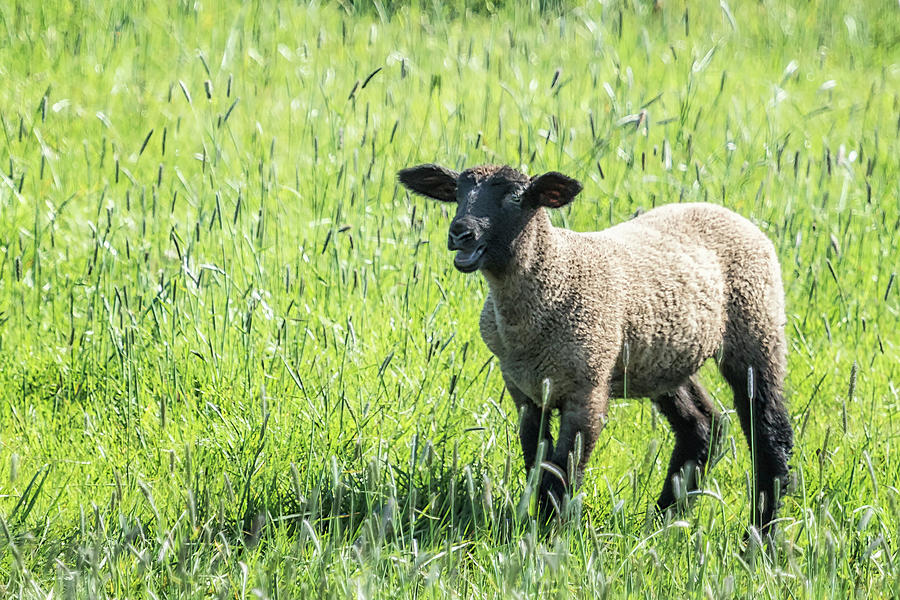 Black Faced Lamb Baaing Photograph