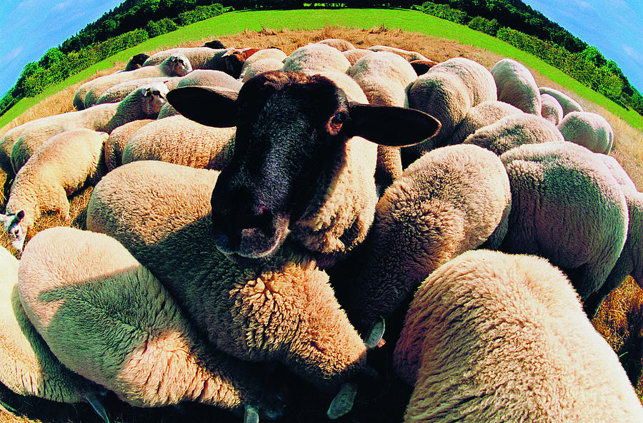 Black-faced Sheep in Herd Photograph by Digital Vision.