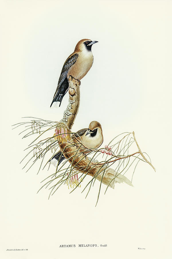 John Gould Drawing - Black-faced Wood-Swallow, Artamus melanops by John Gould