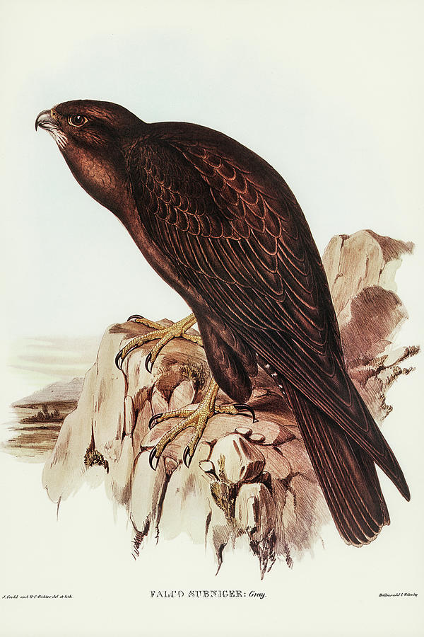 John Gould Drawing - Black Falcon, Falco sunnier by John Gould