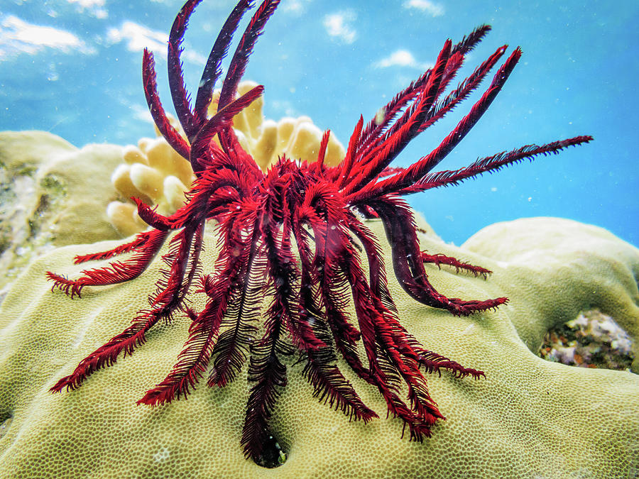 Black feather star Photograph by Gary and Donna Brewer - Fine Art America