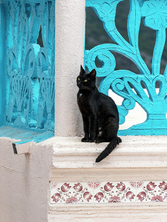 Black Feline On Blue - White Background. Photograph