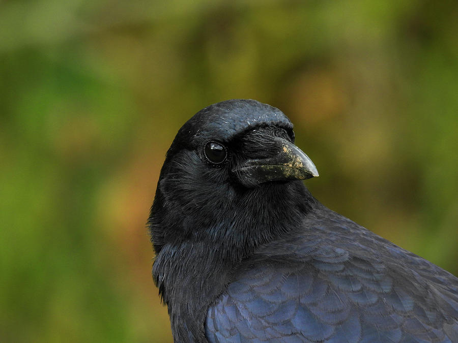 Black fish crow on a post in Cades Cove, Tennessee Photograph by Lisa ...