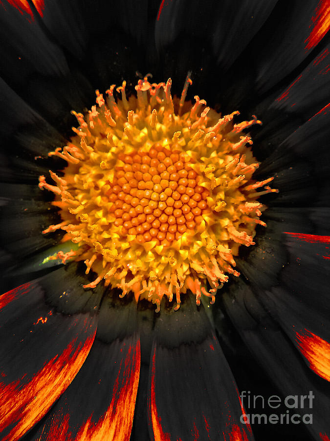 Black flaming flower Digital Art by Bruce Rolff