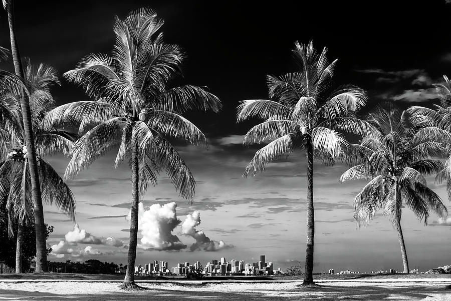 Black Florida Series - Between Two Palm Trees Miami Photograph by Philippe HUGONNARD