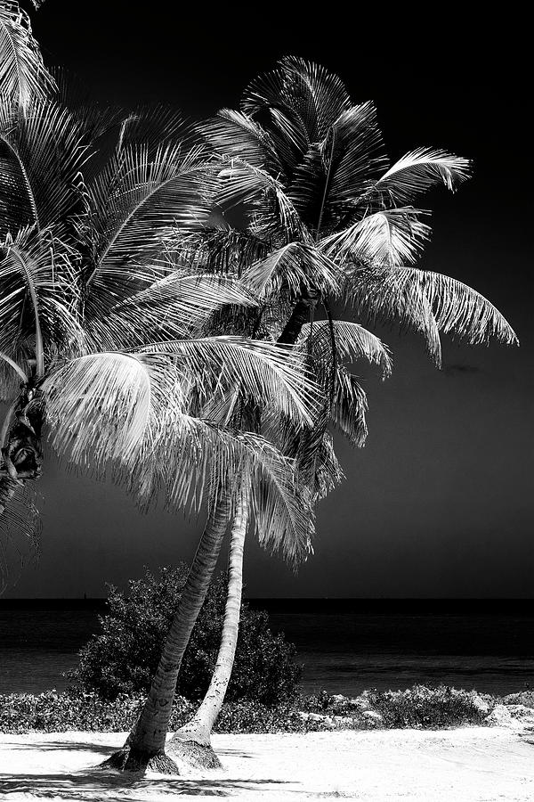 Black Florida Series - Key West Palm Trees Photograph by Philippe HUGONNARD