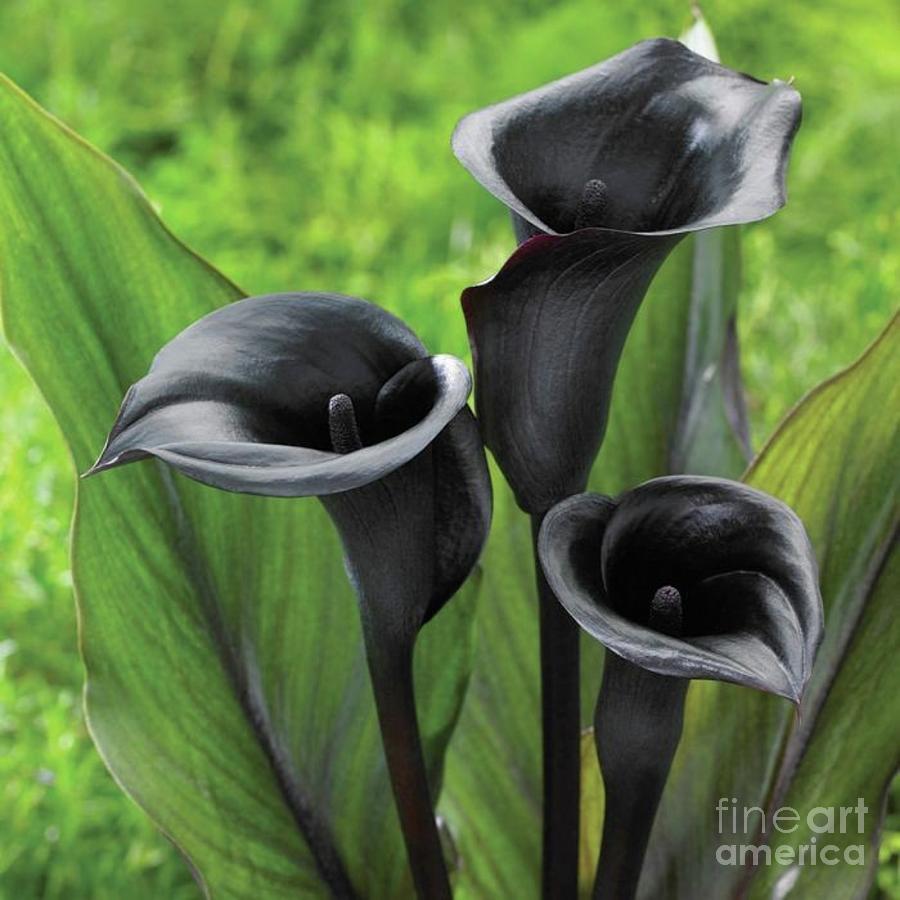 Nature Photograph - Black flower by Depika Ralte