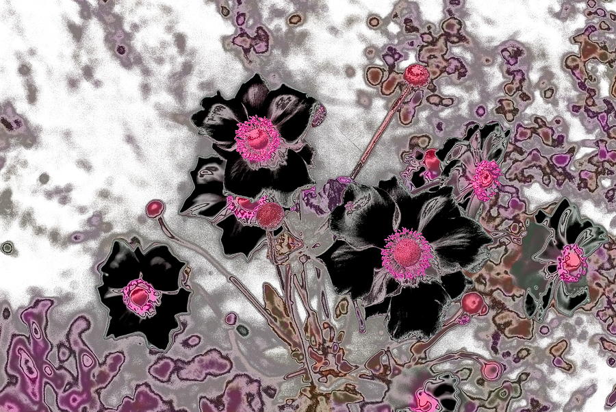 Flower Photograph - Black Flowers Roaming The Fields 3 by Lynne Iddon