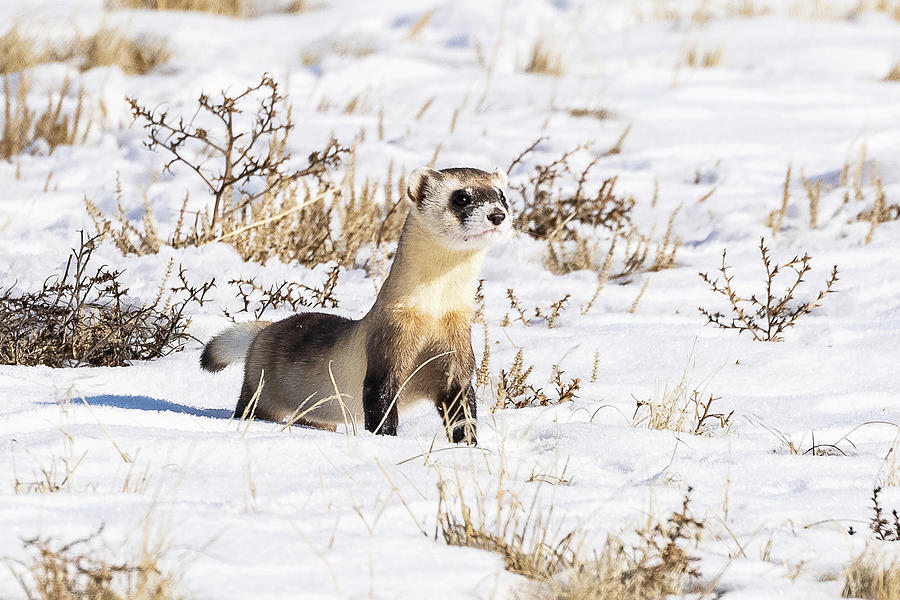 Black Footed Ferret Checking Things Out in the Snow Photograph by Tony Hake