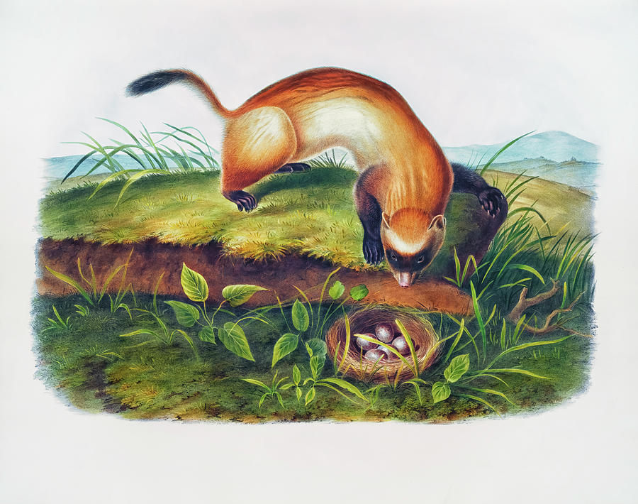 Black-footed Ferret Drawing