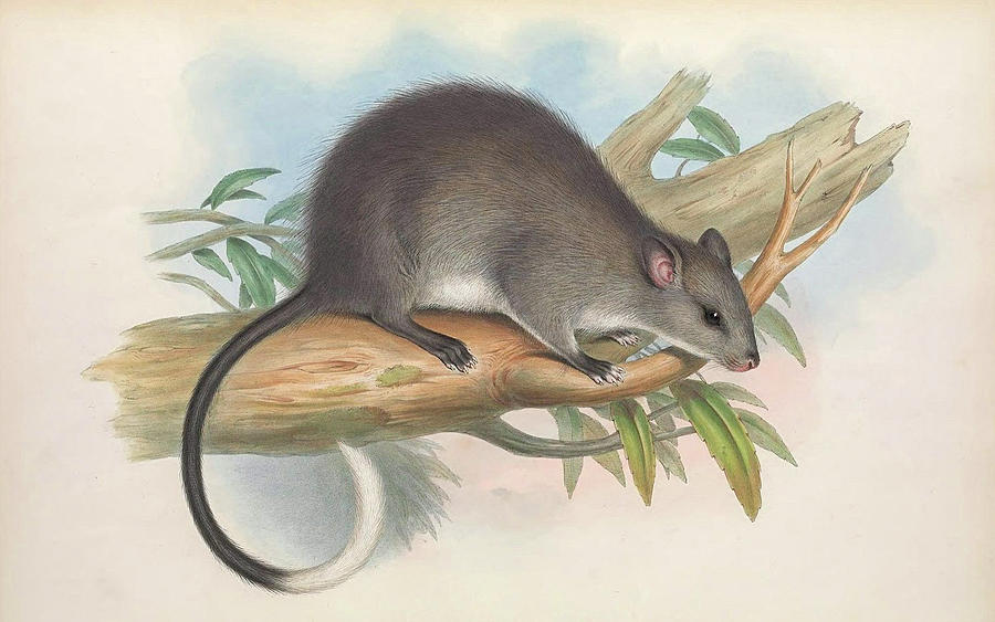  Black Footed Tree Rat. Drawing by John Gould
