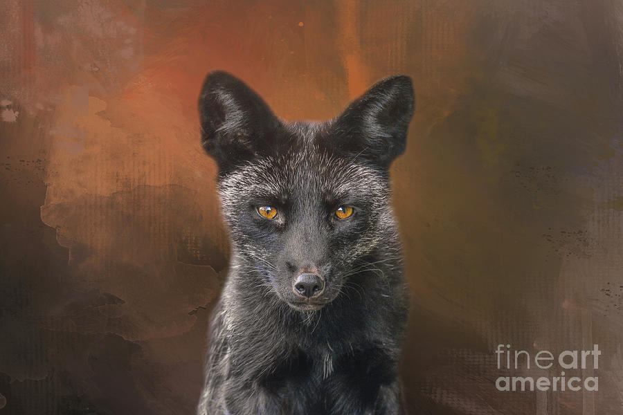 Black Fox 02 Mixed Media by Elisabeth Lucas - Fine Art America