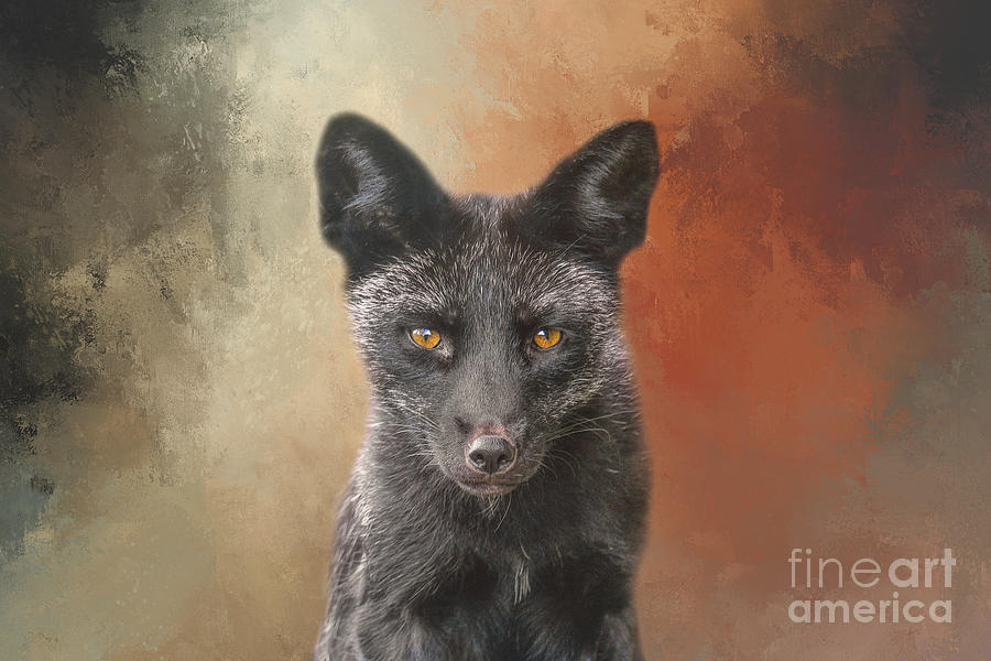 Black Fox 03 Photograph by Elisabeth Lucas - Fine Art America