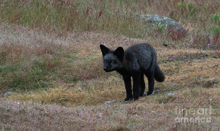 Black Fox Kit Photograph by Patrick Nowotny
