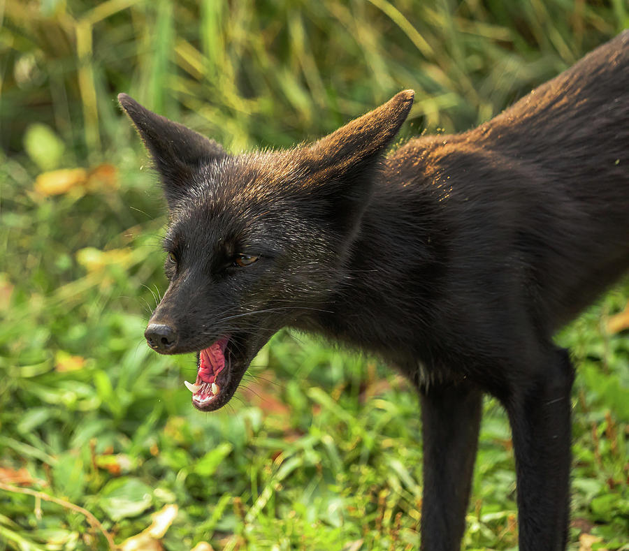 Black Fox With Pointed Teeth Photograph By Leola Durant