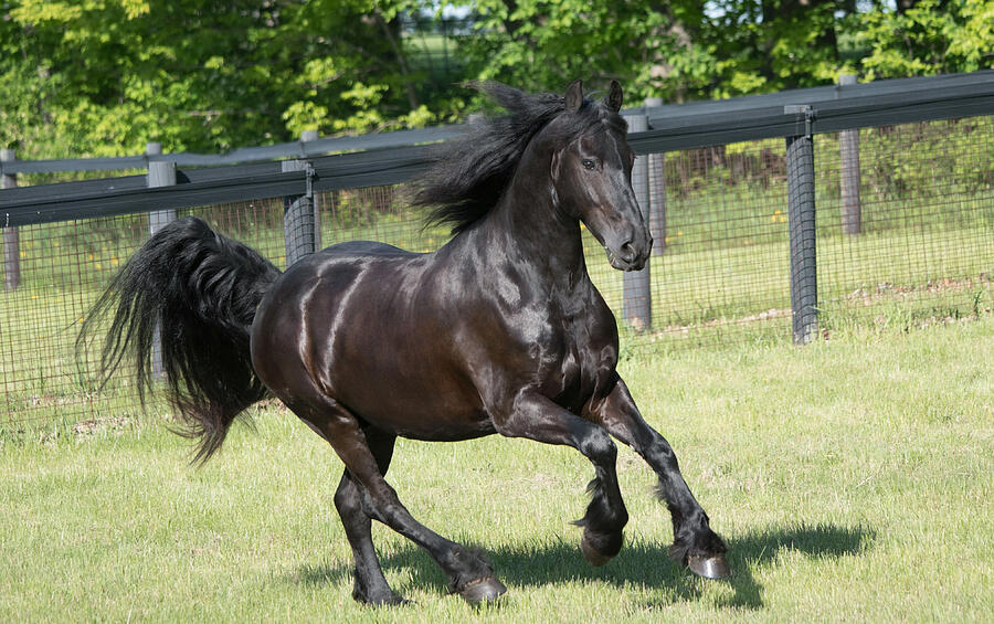 Black Friesian at a run Photograph by Ryan Courson Photography Black Friesian at a run Photograph by Ryan Courson Photography